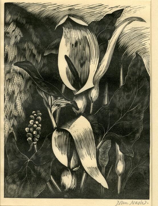 Arum (Poisonous Plants, Deadly, Dangerous and Suspect series) (1927)